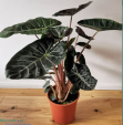 Rośliny kolekcjonerskie - Domowa Dżungla - internetowy sklep
